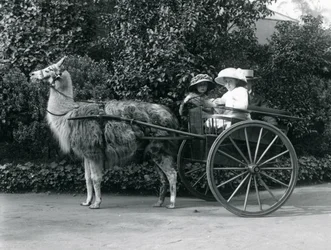 Drie Bezoekers, waaronder twee jonge meisjes, in een kar getrokken door een Lama, London Zoo, ca. 1912